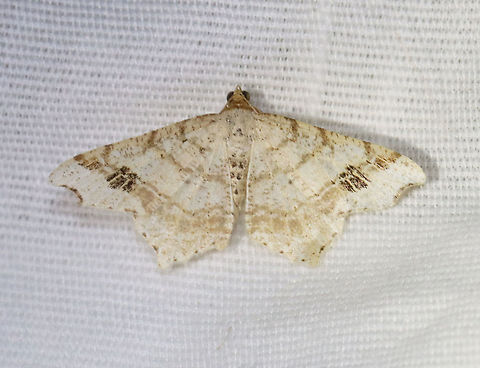 Common Angle Moth - Macaria aemulataria WS: 20 mm. Straw-colored forewings have faint brown lines on veins and at costa. The midpoint of the subterminal area is marked with a large, blackish mark. The outer margins have a shallow indentation near the apex.

Habitat: Attracted to a 395 nm LED light in a semi-rural area.

2021(81) Common Angle Moth,Geometridae,Geotagged,Macaria,Macaria aemulataria,Spring,United States,moth