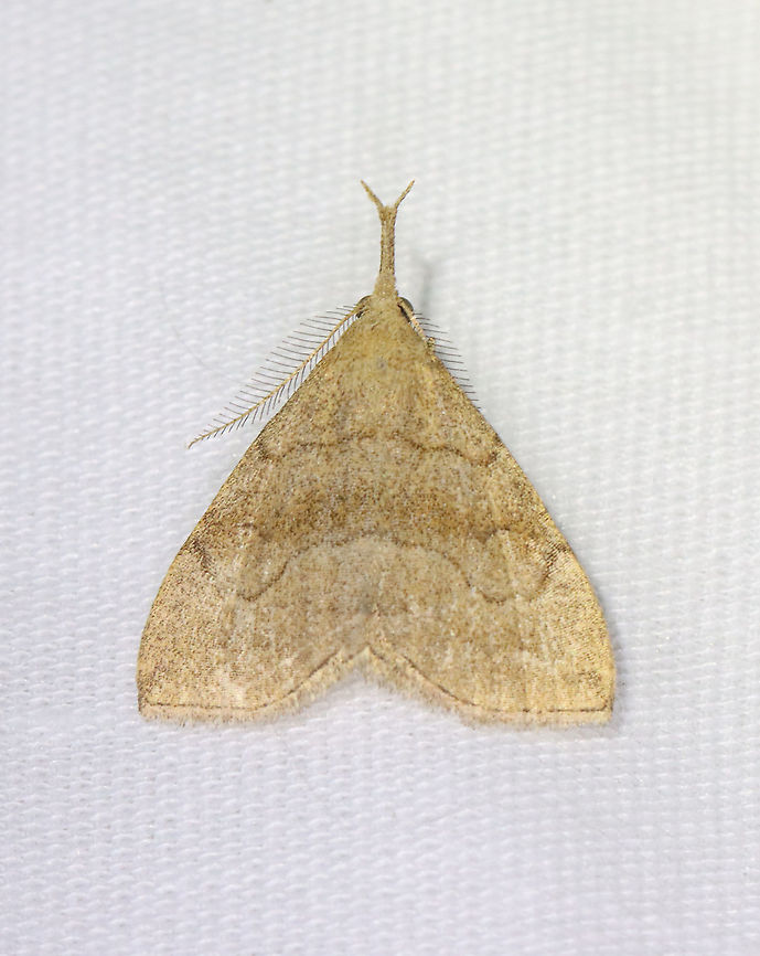 Pale Phalaenostola - Phalaenostola metonalis TL: ~12 mm. Sandy brown FW with brown median band. Wavy ST lines merges with apical dash. Reniform spot is a small, crescent. Very long, divergent labial palps. Host: Dead leaves, dandelion, and lettuce.<br />
<br />
Habitat: Attracted to a 395 nm LED light in a semi-rural area.<br />
<br />
2021(82) Erebidae,Geotagged,Phalaenostola,Phalaenostola metonalis,Spring,Tufted snout,United States,moth