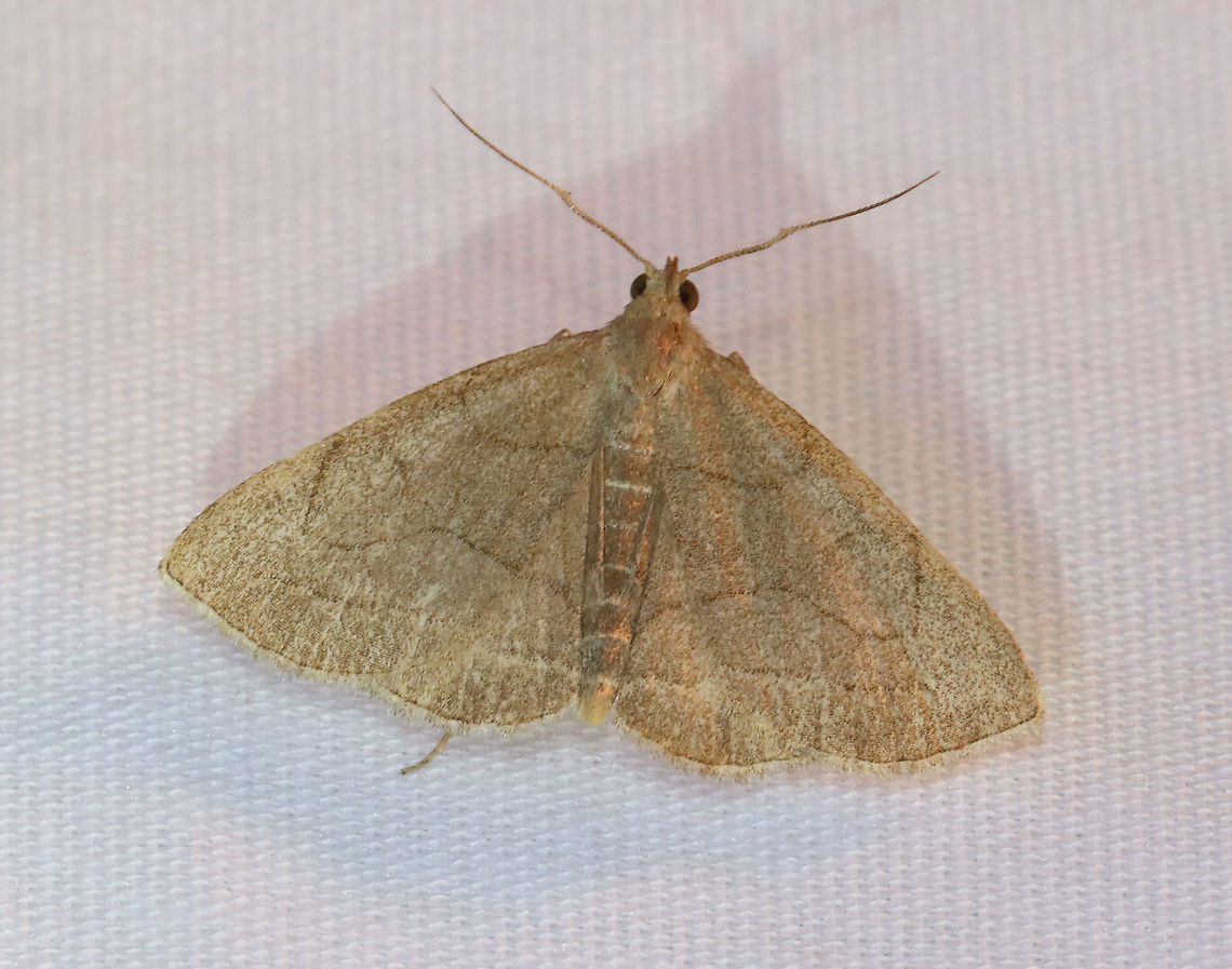 Grayish Zanclognatha - Zanclognatha pedipilalis TL: ~15 mm. Tannish gray wings with faded ST and PM lines. Hosts: Dead, deciduous leaves. Status: Common.<br />
<br />
Habitat: Attracted to a 395 nm LED light in a rural area<br />
<br />
2021(83) Erebidae,Geotagged,Grayish Zanclognatha,Spring,United States,Zanclognatha,Zanclognatha pedipilalis,moth