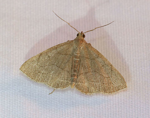 Grayish Zanclognatha - Zanclognatha pedipilalis TL: ~15 mm. Tannish gray wings with faded ST and PM lines. Hosts: Dead, deciduous leaves. Status: Common.

Habitat: Attracted to a 395 nm LED light in a rural area

2021(83) Erebidae,Geotagged,Grayish Zanclognatha,Spring,United States,Zanclognatha,Zanclognatha pedipilalis,moth