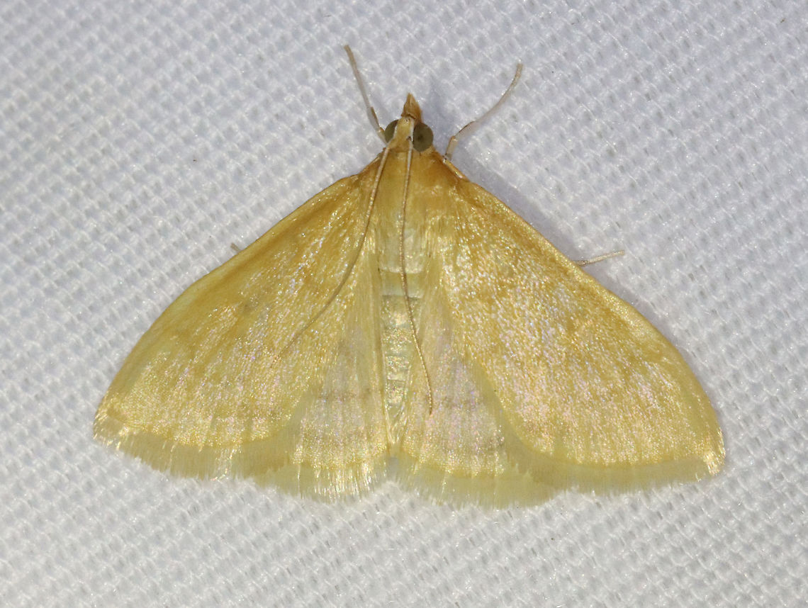 Hahncappsia marculenta This moth was a shimmery, pale yellow color with diffuse bands. <br />
<br />
Habitat: Attracted to a 395 nm LED light in a semi-rural area<br />
<br />
2021(84) Geotagged,Hahncappsia,Hahncappsia marculenta,Spring,United States,moth