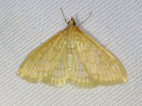 Hahncappsia marculenta This moth was a shimmery, pale yellow color with diffuse bands. 

Habitat: Attracted to a 395 nm LED light in a semi-rural area

2021(84) Geotagged,Hahncappsia,Hahncappsia marculenta,Spring,United States,moth