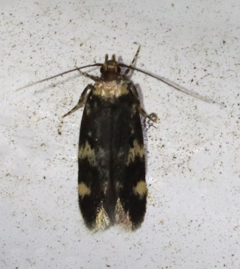 Four-spotted Yellowneck - Oegoconia novimundi TL: ~8 mm. Blackish FW boldly marked with pale yellow bands. Host: Detritus in leaf litter.<br />
<br />
Habitat: Attracted to a 365 nm LED light<br />
<br />
2021(85) Autostichidae,Four-spotted Yellowneck,Geotagged,Oegoconia,Oegoconia novimundi,Summer,United States,moth