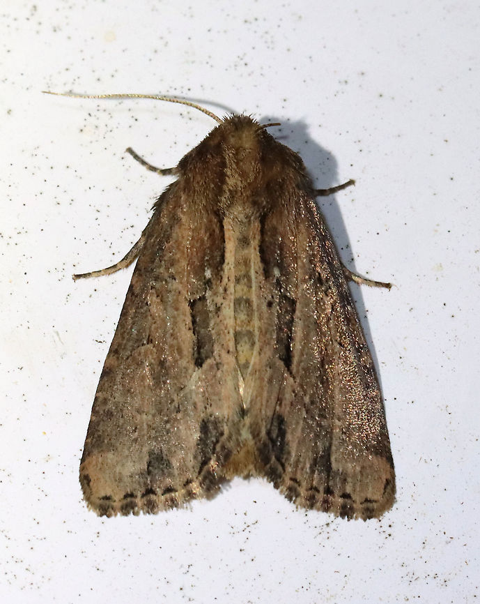 Chagnon's Borer Moth - Xylomoia chagnoni TL: ~15 mm. Shiny brown FW with a pinkish tint. Black median bar connects AM and PM lines. Dark wedges accent ST line. Host: Reed canary grass. Status: Uncommon<br />
<br />
Habitat: Attracted to a 365 nm LED light<br />
<br />
2021(86) Chagnon's Borer Moth,Geotagged,Noctuidae,Summer,United States,Xylomoia,Xylomoia chagnoni,moth