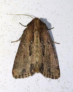 Chagnon's Borer Moth - Xylomoia chagnoni TL: ~15 mm. Shiny brown FW with a pinkish tint. Black median bar connects AM and PM lines. Dark wedges accent ST line. Host: Reed canary grass. Status: Uncommon

Habitat: Attracted to a 365 nm LED light

2021(86) Chagnon's Borer Moth,Geotagged,Noctuidae,Summer,United States,Xylomoia,Xylomoia chagnoni,moth
