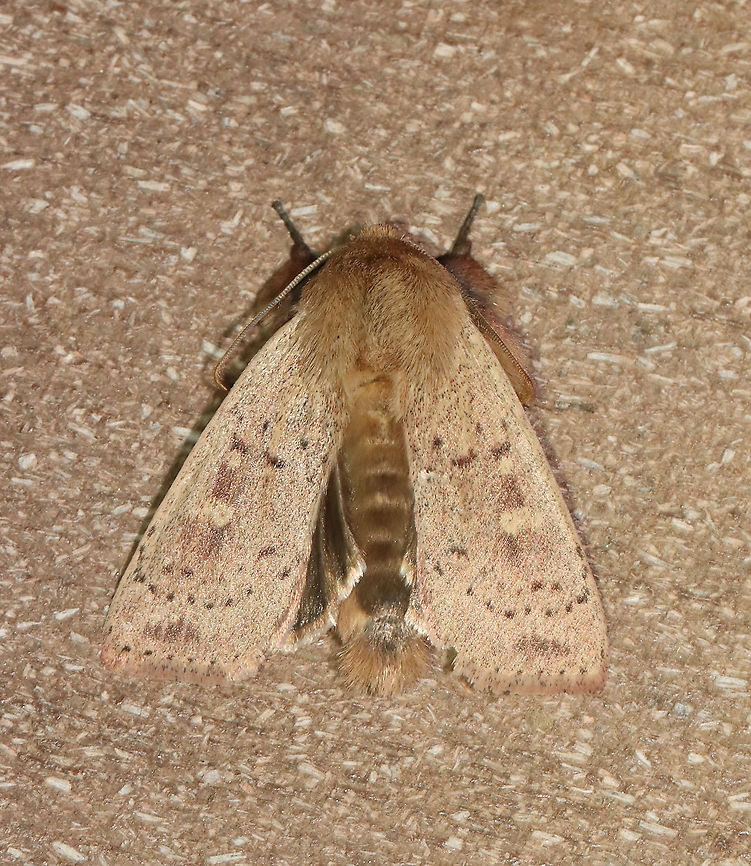 False Wainscot - Leucania pseudargyria TL: ~25 mm.  Looks like other Leucania sp., but this species is larger. Reddish brown streak through orbicular and reniform spots. Male foretibia has massive tufts. So cute! Hosts: Grasses. Status: Common.<br />
<br />
Habitat: Attracted to a 365 nm LED light<br />
<br />
2021(87)<br />
<figure class="photo"><a href="https://www.jungledragon.com/image/117332/false_wainscot_-_leucania_pseudargyria.html" title="False Wainscot - Leucania pseudargyria"><img src="https://s3.amazonaws.com/media.jungledragon.com/images/3232/117332_thumb.jpg?AWSAccessKeyId=05GMT0V3GWVNE7GGM1R2&Expires=1759968010&Signature=Dxjct3V20S8PX6l3EawjSxJIWhI%3D" width="200" height="150" alt="False Wainscot - Leucania pseudargyria Just including this photo because it shows the fantastic tufted legs!<br />
<br />
<br />
TL: ~25 mm. Looks like other Leucania sp., but this species is larger. Reddish brown streak through orbicular and reniform spots. Male foretibia has massive tufts. So cute! Hosts: Grasses. Status: Common.<br />
<br />
Habitat: Attracted to a 365 nm LED light<br />
<br />
2021(87)<br />
https://www.jungledragon.com/image/117325/false_wainscot_-_leucania_pseudargyria.html False wainscot,Geotagged,Leucania pseudargyria,Summer,United States" /></a></figure> False wainscot,Geotagged,Leucania,Leucania pseudargyria,Noctuidae,Summer,United States,Wainscot,moth