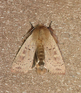 False Wainscot - Leucania pseudargyria TL: ~25 mm.  Looks like other Leucania sp., but this species is larger. Reddish brown streak through orbicular and reniform spots. Male foretibia has massive tufts. So cute! Hosts: Grasses. Status: Common.

Habitat: Attracted to a 365 nm LED light

2021(87)
https://www.jungledragon.com/image/117332/false_wainscot_-_leucania_pseudargyria.html False wainscot,Geotagged,Leucania,Leucania pseudargyria,Noctuidae,Summer,United States,Wainscot,moth