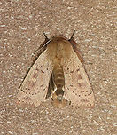False Wainscot - Leucania pseudargyria TL: ~25 mm. Looks like other Leucania sp., but this species is larger. Reddish brown streak through orbicular and reniform spots. Male foretibia has massive tufts. So cute! Hosts: Grasses. Status: Common.<br />
<br />
Habitat: Attracted to a 365 nm LED light<br />
<br />
2021(87)<br />
https://www.jungledragon.com/image/117332/false_wainscot_-_leucania_pseudargyria.html False wainscot,Geotagged,Leucania,Leucania pseudargyria,Noctuidae,Summer,United States,Wainscot,moth