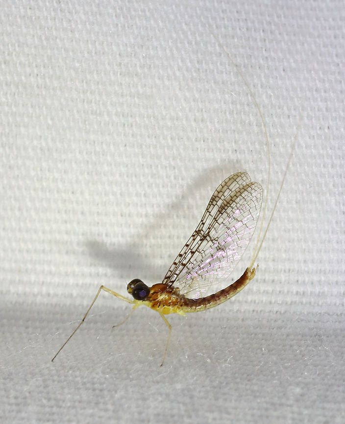 Mayfly - Ephemeroptera, Leucrocuta sp. Habitat: Attracted to a light; semi-rural area Ephemeroptera,Geotagged,Leucrocuta,Summer,United States,mayfly