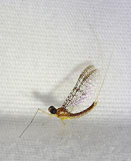 Mayfly - Ephemeroptera, Leucrocuta sp. Habitat: Attracted to a light; semi-rural area Ephemeroptera,Geotagged,Leucrocuta,Summer,United States,mayfly