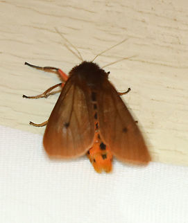 Ruby Tiger - Phragmatobia fuliginosa A first for me! Too bad it was so shy and wouldn't come anywhere within decent shooting range. And, it vibrated its wings constantly...maybe because it was cold last night?

Habitat: Attracted to a 365 nm LED light

2021(88) Arctiidae,Geotagged,Phragmatobia,Phragmatobia fuliginosa,Ruby tiger,Summer,United States,moth,tiger moth