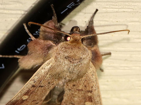 False Wainscot - Leucania pseudargyria Just including this photo because it shows the fantastic tufted legs!


TL: ~25 mm. Looks like other Leucania sp., but this species is larger. Reddish brown streak through orbicular and reniform spots. Male foretibia has massive tufts. So cute! Hosts: Grasses. Status: Common.

Habitat: Attracted to a 365 nm LED light

2021(87)
https://www.jungledragon.com/image/117325/false_wainscot_-_leucania_pseudargyria.html False wainscot,Geotagged,Leucania pseudargyria,Summer,United States