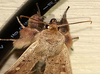 False Wainscot - Leucania pseudargyria Just including this photo because it shows the fantastic tufted legs!<br />
<br />
<br />
TL: ~25 mm. Looks like other Leucania sp., but this species is larger. Reddish brown streak through orbicular and reniform spots. Male foretibia has massive tufts. So cute! Hosts: Grasses. Status: Common.<br />
<br />
Habitat: Attracted to a 365 nm LED light<br />
<br />
2021(87)<br />
https://www.jungledragon.com/image/117325/false_wainscot_-_leucania_pseudargyria.html False wainscot,Geotagged,Leucania pseudargyria,Summer,United States