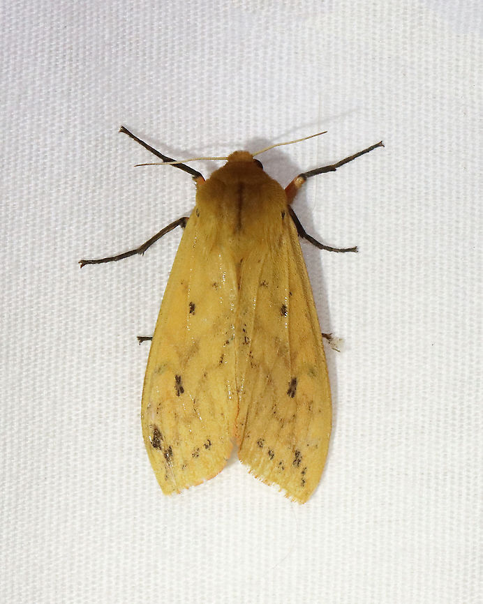 Isabella Tiger Moth - Pyrrharctia isabella TL: ~25 mm. Pale orange forewings marked by faint brown lines and spots. Abdomen is mostly orange with a row of black, dorsal spots.<br />
<br />
Habitat: Attracted to a 365 nm light in a semi-rural area<br />
<br />
2021(89)<br />
<figure class="photo"><a href="https://www.jungledragon.com/image/117334/isabella_tiger_moth_-_pyrrharctia_isabella.html" title="Isabella Tiger Moth - Pyrrharctia isabella"><img src="https://s3.amazonaws.com/media.jungledragon.com/images/3232/117334_thumb.jpg?AWSAccessKeyId=05GMT0V3GWVNE7GGM1R2&Expires=1759968010&Signature=87f4FO0g2IKwbb8jhofvoufJKec%3D" width="200" height="168" alt="Isabella Tiger Moth - Pyrrharctia isabella This species always wants to snuggle. <br />
<br />
TL: ~25 mm. Pale orange forewings marked by faint brown lines and spots. Abdomen is mostly orange with a row of black, dorsal spots.<br />
<br />
Habitat: Attracted to a 365 nm light in a semi-rural area<br />
<br />
2021(89)<br />
https://www.jungledragon.com/image/117333/isabella_tiger_moth_-_pyrrharctia_isabella.html Banded woolly bear,Geotagged,Pyrrharctia,Pyrrharctia isabella,Summer,United States,moth" /></a></figure> Arctiidae,Banded woolly bear,Geotagged,Isabella,Pyrrharctia isabella,Summer,United States,moth,tiger moth