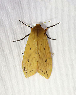 Isabella Tiger Moth - Pyrrharctia isabella TL: ~25 mm. Pale orange forewings marked by faint brown lines and spots. Abdomen is mostly orange with a row of black, dorsal spots.

Habitat: Attracted to a 365 nm light in a semi-rural area

2021(89)
https://www.jungledragon.com/image/117334/isabella_tiger_moth_-_pyrrharctia_isabella.html Arctiidae,Banded woolly bear,Geotagged,Isabella,Pyrrharctia isabella,Summer,United States,moth,tiger moth