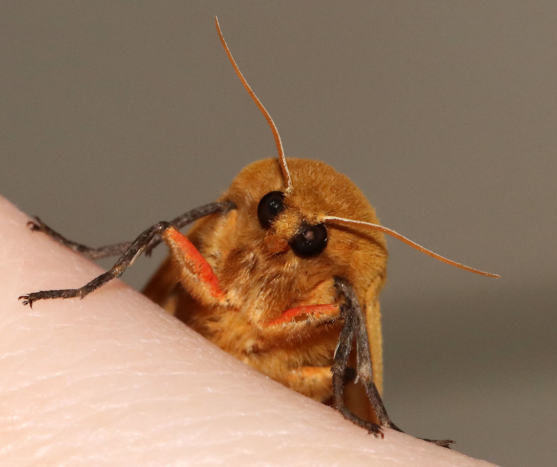 Isabella Tiger Moth - Pyrrharctia isabella This species always wants to snuggle. <br />
<br />
TL: ~25 mm. Pale orange forewings marked by faint brown lines and spots. Abdomen is mostly orange with a row of black, dorsal spots.<br />
<br />
Habitat: Attracted to a 365 nm light in a semi-rural area<br />
<br />
2021(89)<br />
<figure class="photo"><a href="https://www.jungledragon.com/image/117333/isabella_tiger_moth_-_pyrrharctia_isabella.html" title="Isabella Tiger Moth - Pyrrharctia isabella"><img src="https://s3.amazonaws.com/media.jungledragon.com/images/3232/117333_thumb.jpg?AWSAccessKeyId=05GMT0V3GWVNE7GGM1R2&Expires=1767225610&Signature=7qZAcFDryvYEebG%2BNCF137Z%2Flec%3D" width="122" height="152" alt="Isabella Tiger Moth - Pyrrharctia isabella TL: ~25 mm. Pale orange forewings marked by faint brown lines and spots. Abdomen is mostly orange with a row of black, dorsal spots.<br />
<br />
Habitat: Attracted to a 365 nm light in a semi-rural area<br />
<br />
2021(89)<br />
https://www.jungledragon.com/image/117334/isabella_tiger_moth_-_pyrrharctia_isabella.html Arctiidae,Banded woolly bear,Geotagged,Isabella,Pyrrharctia isabella,Summer,United States,moth,tiger moth" /></a></figure> Banded woolly bear,Geotagged,Pyrrharctia,Pyrrharctia isabella,Summer,United States,moth
