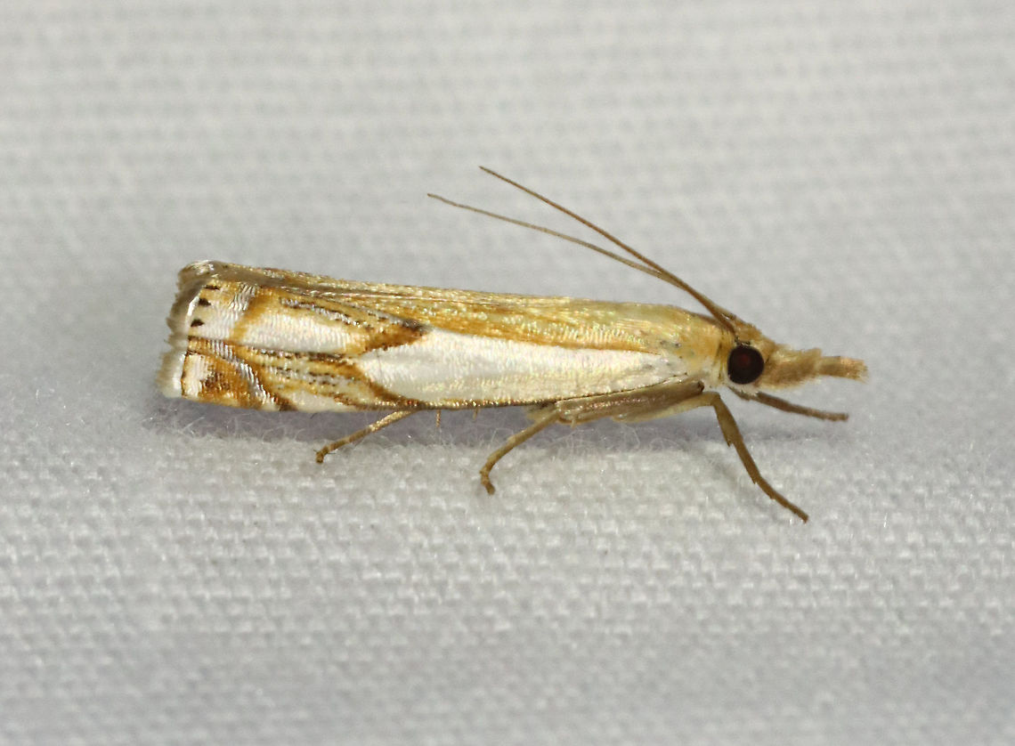 Double-banded Grass-veneer - Crambus agitatellus TL: ~10 mm. Golden brown forewing with a large white patch covering the outer basal half of the wing. White streak is interrupted by an angled, silver subterminal line.<br />
<br />
Habitat: Attracted to a 365 nm LED light in a semi-rural area<br />
<br />
2021(90) Crambidae,Crambus,Crambus agitatellus,Double-banded grass-veneer moth,Geotagged,Summer,United States,grass-veneer,moth