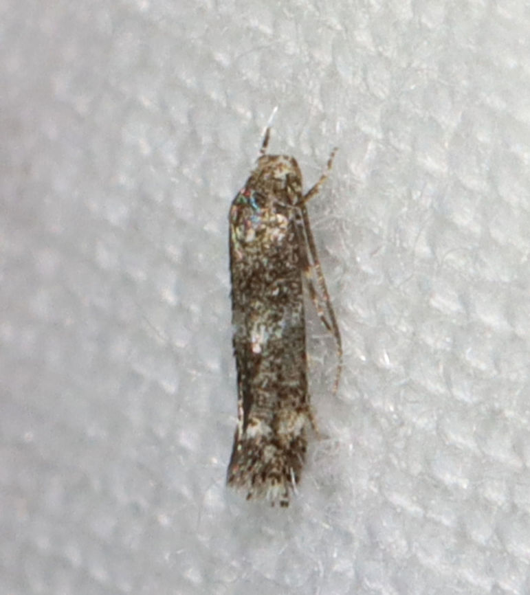 Moth - Elachista sp. Maybe Elachista illectella or Elachista irrorata or neither? <br />
<br />
Habitat: Attracted to a 365 nm LED light in a semi-rural area<br />
<br />
2021(91)<br />
<br />
 Elachista,Geotagged,Summer,United States,moth