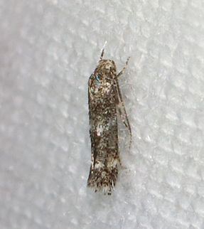 Moth - Elachista sp. Maybe Elachista illectella or Elachista irrorata or neither? 

Habitat: Attracted to a 365 nm LED light in a semi-rural area

2021(91)

 Elachista,Geotagged,Summer,United States,moth