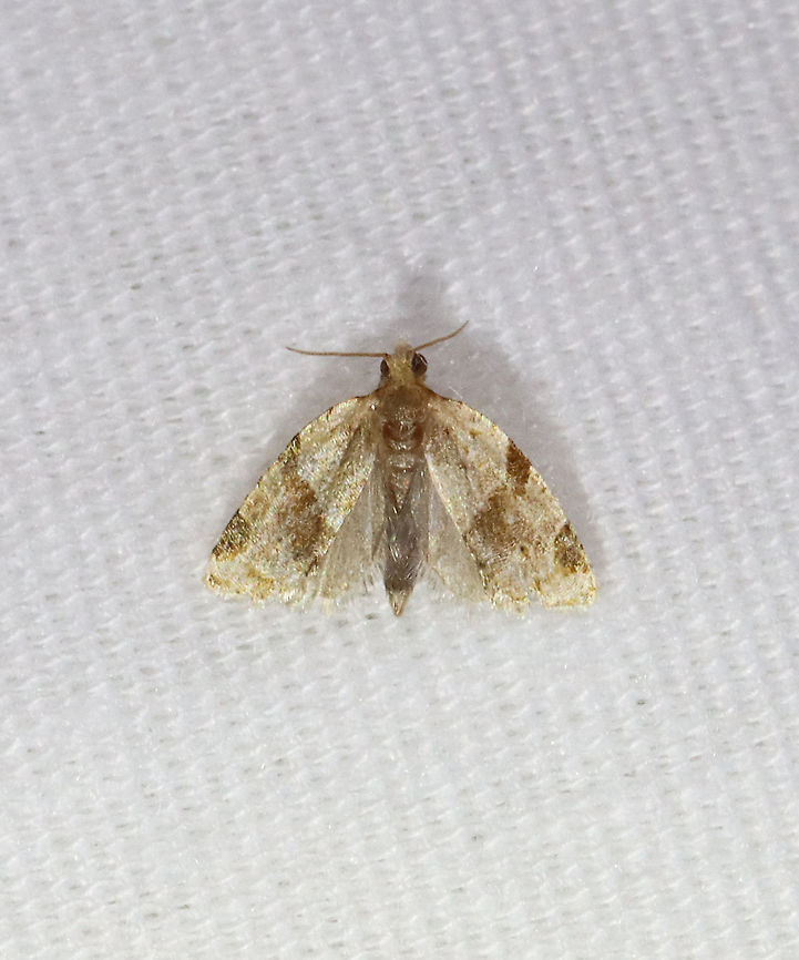 Garden Tortrix - Clepsis peritana I was so excited when I saw this moth because I thought it was a species new to me. But, then I realized that it was just a garden tortrix with its wings spread a bit ;P.<br />
<br />
TL: ~8 mm. Host: Strawberries. Status: Common.<br />
<br />
Habitat: Attracted to a 365 nm LED light in a semi-rural area<br />
<br />
2021(d) Clepsis,Clepsis peritana,Garden Tortrix,Geotagged,Summer,Tortricidae,Tortrix,United States,moth
