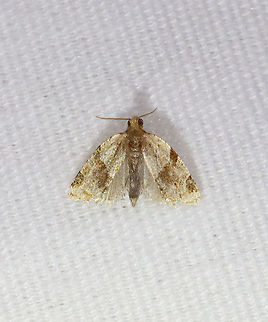 Garden Tortrix - Clepsis peritana I was so excited when I saw this moth because I thought it was a species new to me. But, then I realized that it was just a garden tortrix with its wings spread a bit ;P.

TL: ~8 mm. Host: Strawberries. Status: Common.

Habitat: Attracted to a 365 nm LED light in a semi-rural area

2021(d) Clepsis,Clepsis peritana,Garden Tortrix,Geotagged,Summer,Tortricidae,Tortrix,United States,moth