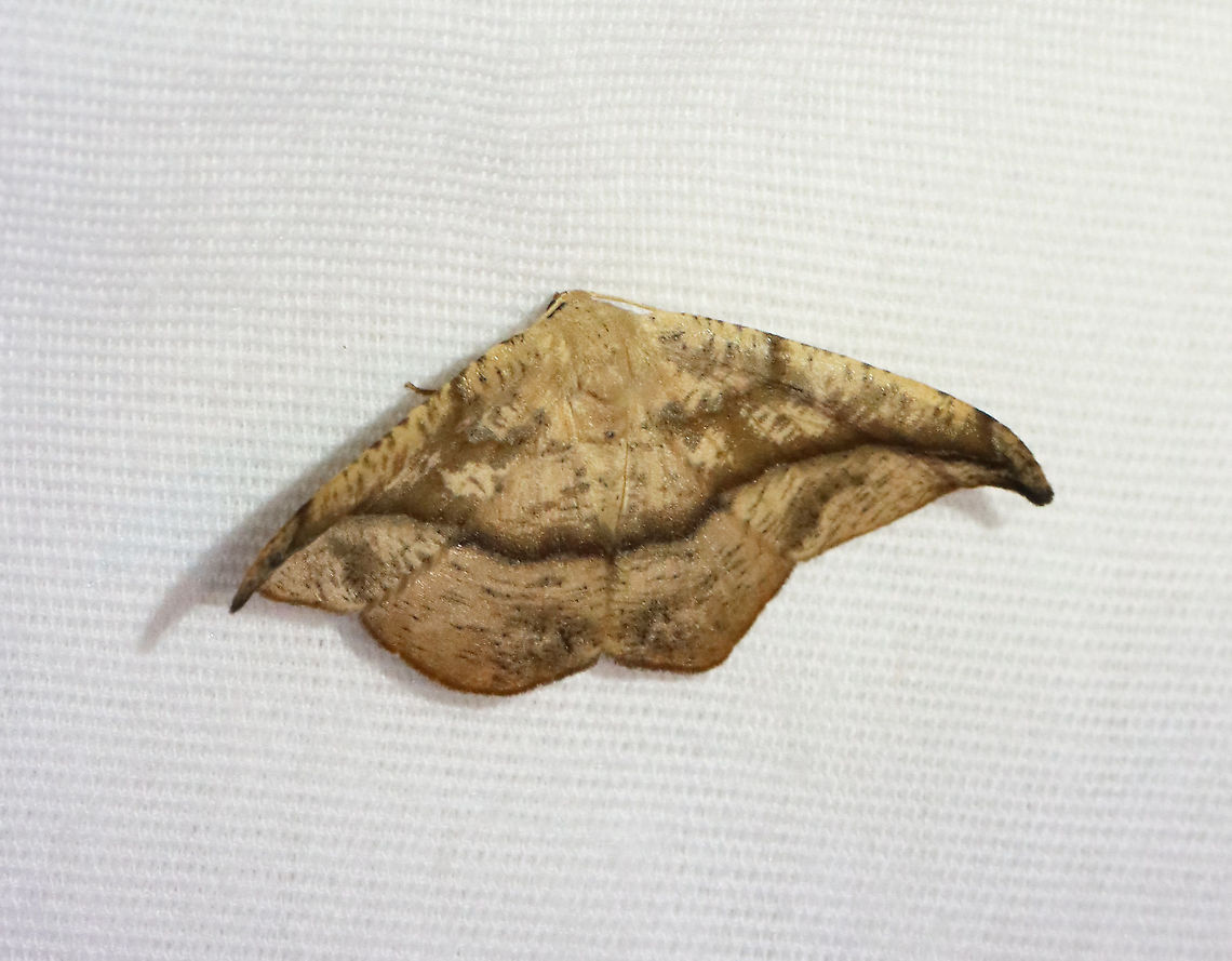 Juniper-Twig Geometer - Patalene olyzonaria WS: ~35 mm. Tan/brown forewings with an antemedial line and a bold blackish postmedial line that kinks inward before reaching the costa. the wings were speckled. Apex is hooked.<br />
<br />
Habitat: Attracted to a 365 nm LED light in a semi-rural area<br />
<br />
2021(92) Geometridae,Geotagged,Juniper-twig geometer,Patalene,Patalene olyzonaria,Summer,United States,moth