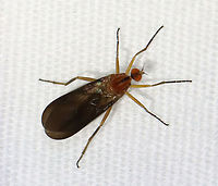 Dance Fly - Family Empididae - Rhamphomyia glabra Habitat: Attracted to a light; semi-rural area<br />
https://www.jungledragon.com/image/117340/dance_fly_-_family_empididae.html Empididae,Geotagged,Rhamphomyia,Rhamphomyia glabra,Summer,United States,dance fly,diptera,fly