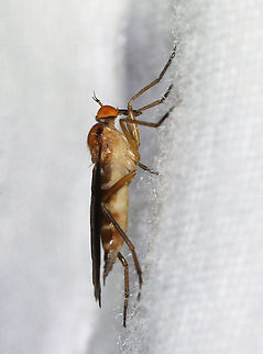 Dance Fly - Family Empididae Habitat: Attracted to a light; semi-rural area
https://www.jungledragon.com/image/117339/dance_fly_-_family_empididae.html Geotagged,Summer,United States