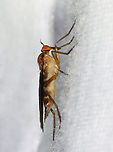Dance Fly - Family Empididae Habitat: Attracted to a light; semi-rural area<br />
https://www.jungledragon.com/image/117339/dance_fly_-_family_empididae.html Geotagged,Summer,United States
