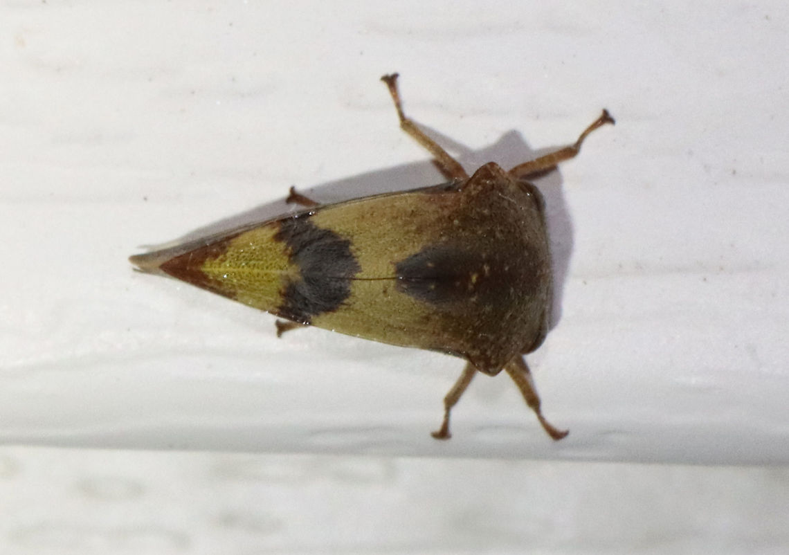 Treehopper - Superfamily Membracoidea, Telamona excelsa Habitat: Attracted to a light; semi-rural area<br />
<figure class="photo"><a href="https://www.jungledragon.com/image/117369/treehopper_-_superfamily_membracoidea_telamona_excelsa.html" title="Treehopper - Superfamily Membracoidea, Telamona excelsa"><img src="https://s3.amazonaws.com/media.jungledragon.com/images/3232/117369_thumb.jpg?AWSAccessKeyId=05GMT0V3GWVNE7GGM1R2&Expires=1769040010&Signature=3EE6iyWFBdUFW%2B4%2Ba%2Blbor7Vm1s%3D" width="200" height="142" alt="Treehopper - Superfamily Membracoidea, Telamona excelsa Habitat: Attracted to a light; semi-rural area<br />
https://www.jungledragon.com/image/117369/treehopper_-_superfamily_membracoidea.html<br />
https://www.jungledragon.com/image/117371/treehopper_-_superfamily_membracoidea.html<br />
https://www.jungledragon.com/image/117370/treehopper_-_superfamily_membracoidea.html Geotagged,Summer,Telamona excelsa,United States" /></a></figure><br />
<figure class="photo"><a href="https://www.jungledragon.com/image/117371/treehopper_-_superfamily_membracoidea_telamona_excelsa.html" title="Treehopper - Superfamily Membracoidea, Telamona excelsa"><img src="https://s3.amazonaws.com/media.jungledragon.com/images/3232/117371_thumb.jpg?AWSAccessKeyId=05GMT0V3GWVNE7GGM1R2&Expires=1769040010&Signature=MzSyYiy%2BGx0UQfsy9KuPFMkpQyw%3D" width="128" height="152" alt="Treehopper - Superfamily Membracoidea, Telamona excelsa Habitat: Attracted to a light; semi-rural area<br />
https://www.jungledragon.com/image/117369/treehopper_-_superfamily_membracoidea.html<br />
https://www.jungledragon.com/image/117371/treehopper_-_superfamily_membracoidea.html<br />
https://www.jungledragon.com/image/117370/treehopper_-_superfamily_membracoidea.html Geotagged,Summer,Telamona excelsa,United States" /></a></figure><br />
<figure class="photo"><a href="https://www.jungledragon.com/image/117370/treehopper_-_superfamily_membracoidea_telamona_excelsa.html" title="Treehopper - Superfamily Membracoidea, Telamona excelsa"><img src="https://s3.amazonaws.com/media.jungledragon.com/images/3232/117370_thumb.jpg?AWSAccessKeyId=05GMT0V3GWVNE7GGM1R2&Expires=1769040010&Signature=W5zNYXwzpSzY19wE1xrq5tkbBQM%3D" width="200" height="144" alt="Treehopper - Superfamily Membracoidea, Telamona excelsa Habitat: Attracted to a light; semi-rural area<br />
https://www.jungledragon.com/image/117369/treehopper_-_superfamily_membracoidea.html<br />
https://www.jungledragon.com/image/117371/treehopper_-_superfamily_membracoidea.html<br />
https://www.jungledragon.com/image/117370/treehopper_-_superfamily_membracoidea.html Geotagged,Membracoidea,Summer,Telamona excelsa,United States,treehopper" /></a></figure> Geotagged,Summer,Telamona excelsa,United States