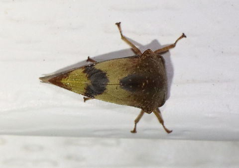 Treehopper - Superfamily Membracoidea, Telamona excelsa Habitat: Attracted to a light; semi-rural area
https://www.jungledragon.com/image/117369/treehopper_-_superfamily_membracoidea.html
https://www.jungledragon.com/image/117371/treehopper_-_superfamily_membracoidea.html
https://www.jungledragon.com/image/117370/treehopper_-_superfamily_membracoidea.html Geotagged,Summer,Telamona excelsa,United States