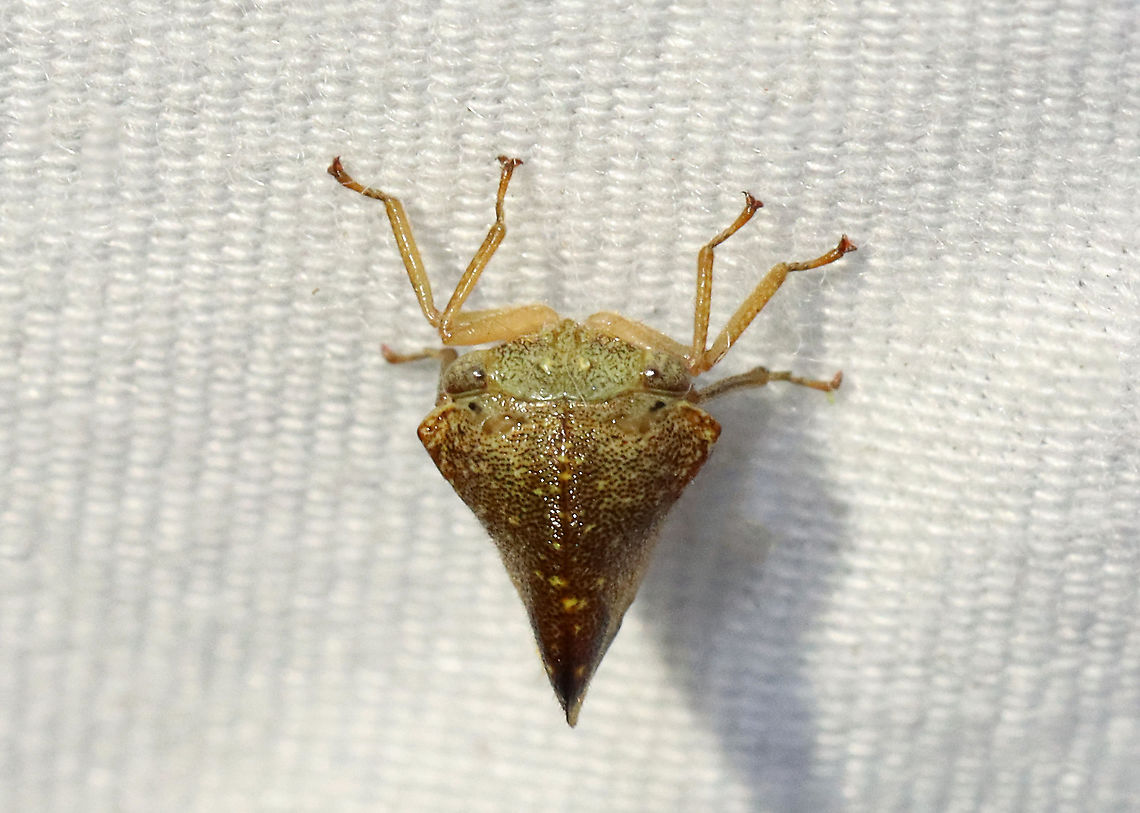 Treehopper - Superfamily Membracoidea, Telamona excelsa Habitat: Attracted to a light; semi-rural area<br />
<figure class="photo"><a href="https://www.jungledragon.com/image/117369/treehopper_-_superfamily_membracoidea_telamona_excelsa.html" title="Treehopper - Superfamily Membracoidea, Telamona excelsa"><img src="https://s3.amazonaws.com/media.jungledragon.com/images/3232/117369_thumb.jpg?AWSAccessKeyId=05GMT0V3GWVNE7GGM1R2&Expires=1759968010&Signature=DXkR18dhQJX8946gp40rTGthBus%3D" width="200" height="142" alt="Treehopper - Superfamily Membracoidea, Telamona excelsa Habitat: Attracted to a light; semi-rural area<br />
https://www.jungledragon.com/image/117369/treehopper_-_superfamily_membracoidea.html<br />
https://www.jungledragon.com/image/117371/treehopper_-_superfamily_membracoidea.html<br />
https://www.jungledragon.com/image/117370/treehopper_-_superfamily_membracoidea.html Geotagged,Summer,Telamona excelsa,United States" /></a></figure><br />
<figure class="photo"><a href="https://www.jungledragon.com/image/117371/treehopper_-_superfamily_membracoidea_telamona_excelsa.html" title="Treehopper - Superfamily Membracoidea, Telamona excelsa"><img src="https://s3.amazonaws.com/media.jungledragon.com/images/3232/117371_thumb.jpg?AWSAccessKeyId=05GMT0V3GWVNE7GGM1R2&Expires=1759968010&Signature=GgdpxIWOB%2Fobo4D%2FDLiZSf%2BZ%2F5E%3D" width="128" height="152" alt="Treehopper - Superfamily Membracoidea, Telamona excelsa Habitat: Attracted to a light; semi-rural area<br />
https://www.jungledragon.com/image/117369/treehopper_-_superfamily_membracoidea.html<br />
https://www.jungledragon.com/image/117371/treehopper_-_superfamily_membracoidea.html<br />
https://www.jungledragon.com/image/117370/treehopper_-_superfamily_membracoidea.html Geotagged,Summer,Telamona excelsa,United States" /></a></figure><br />
<figure class="photo"><a href="https://www.jungledragon.com/image/117370/treehopper_-_superfamily_membracoidea_telamona_excelsa.html" title="Treehopper - Superfamily Membracoidea, Telamona excelsa"><img src="https://s3.amazonaws.com/media.jungledragon.com/images/3232/117370_thumb.jpg?AWSAccessKeyId=05GMT0V3GWVNE7GGM1R2&Expires=1759968010&Signature=rDlEQg7pTD9OJeZ9cE8l80iFjsk%3D" width="200" height="144" alt="Treehopper - Superfamily Membracoidea, Telamona excelsa Habitat: Attracted to a light; semi-rural area<br />
https://www.jungledragon.com/image/117369/treehopper_-_superfamily_membracoidea.html<br />
https://www.jungledragon.com/image/117371/treehopper_-_superfamily_membracoidea.html<br />
https://www.jungledragon.com/image/117370/treehopper_-_superfamily_membracoidea.html Geotagged,Membracoidea,Summer,Telamona excelsa,United States,treehopper" /></a></figure> Geotagged,Membracoidea,Summer,Telamona excelsa,United States,treehopper