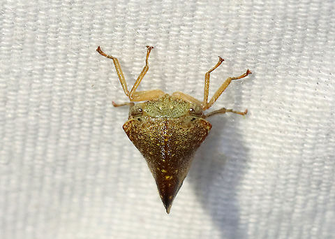 Treehopper - Superfamily Membracoidea, Telamona excelsa Habitat: Attracted to a light; semi-rural area
https://www.jungledragon.com/image/117369/treehopper_-_superfamily_membracoidea.html
https://www.jungledragon.com/image/117371/treehopper_-_superfamily_membracoidea.html
https://www.jungledragon.com/image/117370/treehopper_-_superfamily_membracoidea.html Geotagged,Membracoidea,Summer,Telamona excelsa,United States,treehopper
