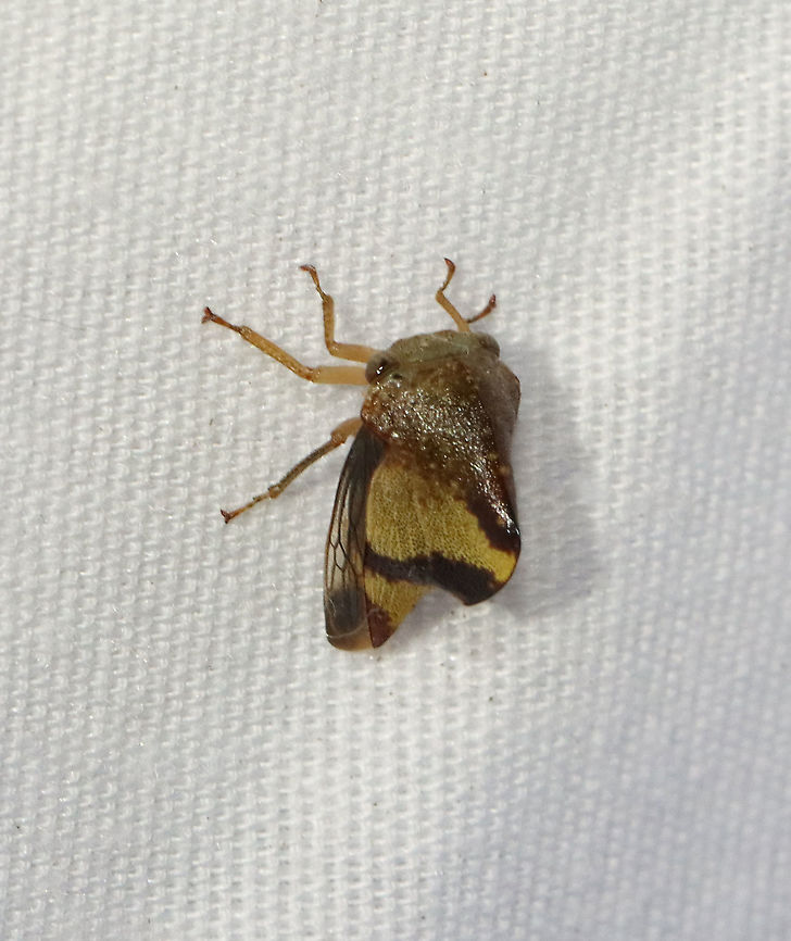 Treehopper - Superfamily Membracoidea, Telamona excelsa Habitat: Attracted to a light; semi-rural area<br />
<figure class="photo"><a href="https://www.jungledragon.com/image/117369/treehopper_-_superfamily_membracoidea_telamona_excelsa.html" title="Treehopper - Superfamily Membracoidea, Telamona excelsa"><img src="https://s3.amazonaws.com/media.jungledragon.com/images/3232/117369_thumb.jpg?AWSAccessKeyId=05GMT0V3GWVNE7GGM1R2&Expires=1759968010&Signature=DXkR18dhQJX8946gp40rTGthBus%3D" width="200" height="142" alt="Treehopper - Superfamily Membracoidea, Telamona excelsa Habitat: Attracted to a light; semi-rural area<br />
https://www.jungledragon.com/image/117369/treehopper_-_superfamily_membracoidea.html<br />
https://www.jungledragon.com/image/117371/treehopper_-_superfamily_membracoidea.html<br />
https://www.jungledragon.com/image/117370/treehopper_-_superfamily_membracoidea.html Geotagged,Summer,Telamona excelsa,United States" /></a></figure><br />
<figure class="photo"><a href="https://www.jungledragon.com/image/117371/treehopper_-_superfamily_membracoidea_telamona_excelsa.html" title="Treehopper - Superfamily Membracoidea, Telamona excelsa"><img src="https://s3.amazonaws.com/media.jungledragon.com/images/3232/117371_thumb.jpg?AWSAccessKeyId=05GMT0V3GWVNE7GGM1R2&Expires=1759968010&Signature=GgdpxIWOB%2Fobo4D%2FDLiZSf%2BZ%2F5E%3D" width="128" height="152" alt="Treehopper - Superfamily Membracoidea, Telamona excelsa Habitat: Attracted to a light; semi-rural area<br />
https://www.jungledragon.com/image/117369/treehopper_-_superfamily_membracoidea.html<br />
https://www.jungledragon.com/image/117371/treehopper_-_superfamily_membracoidea.html<br />
https://www.jungledragon.com/image/117370/treehopper_-_superfamily_membracoidea.html Geotagged,Summer,Telamona excelsa,United States" /></a></figure><br />
<figure class="photo"><a href="https://www.jungledragon.com/image/117370/treehopper_-_superfamily_membracoidea_telamona_excelsa.html" title="Treehopper - Superfamily Membracoidea, Telamona excelsa"><img src="https://s3.amazonaws.com/media.jungledragon.com/images/3232/117370_thumb.jpg?AWSAccessKeyId=05GMT0V3GWVNE7GGM1R2&Expires=1759968010&Signature=rDlEQg7pTD9OJeZ9cE8l80iFjsk%3D" width="200" height="144" alt="Treehopper - Superfamily Membracoidea, Telamona excelsa Habitat: Attracted to a light; semi-rural area<br />
https://www.jungledragon.com/image/117369/treehopper_-_superfamily_membracoidea.html<br />
https://www.jungledragon.com/image/117371/treehopper_-_superfamily_membracoidea.html<br />
https://www.jungledragon.com/image/117370/treehopper_-_superfamily_membracoidea.html Geotagged,Membracoidea,Summer,Telamona excelsa,United States,treehopper" /></a></figure> Geotagged,Summer,Telamona excelsa,United States