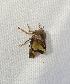 Treehopper - Superfamily Membracoidea, Telamona excelsa Habitat: Attracted to a light; semi-rural area
https://www.jungledragon.com/image/117369/treehopper_-_superfamily_membracoidea.html
https://www.jungledragon.com/image/117371/treehopper_-_superfamily_membracoidea.html
https://www.jungledragon.com/image/117370/treehopper_-_superfamily_membracoidea.html Geotagged,Summer,Telamona excelsa,United States