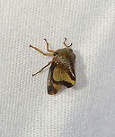 Treehopper - Superfamily Membracoidea, Telamona excelsa Habitat: Attracted to a light; semi-rural area<br />
https://www.jungledragon.com/image/117369/treehopper_-_superfamily_membracoidea.html<br />
https://www.jungledragon.com/image/117371/treehopper_-_superfamily_membracoidea.html<br />
https://www.jungledragon.com/image/117370/treehopper_-_superfamily_membracoidea.html Geotagged,Summer,Telamona excelsa,United States