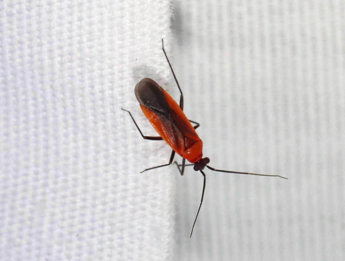 Lopidea media Habitat: Attracted to a light; semi-rural area Geotagged,Lopidea,Lopidea media,Mirid,Miridae,Summer,United States,bug,plant bug