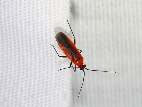 Lopidea media Habitat: Attracted to a light; semi-rural area Geotagged,Lopidea,Lopidea media,Mirid,Miridae,Summer,United States,bug,plant bug