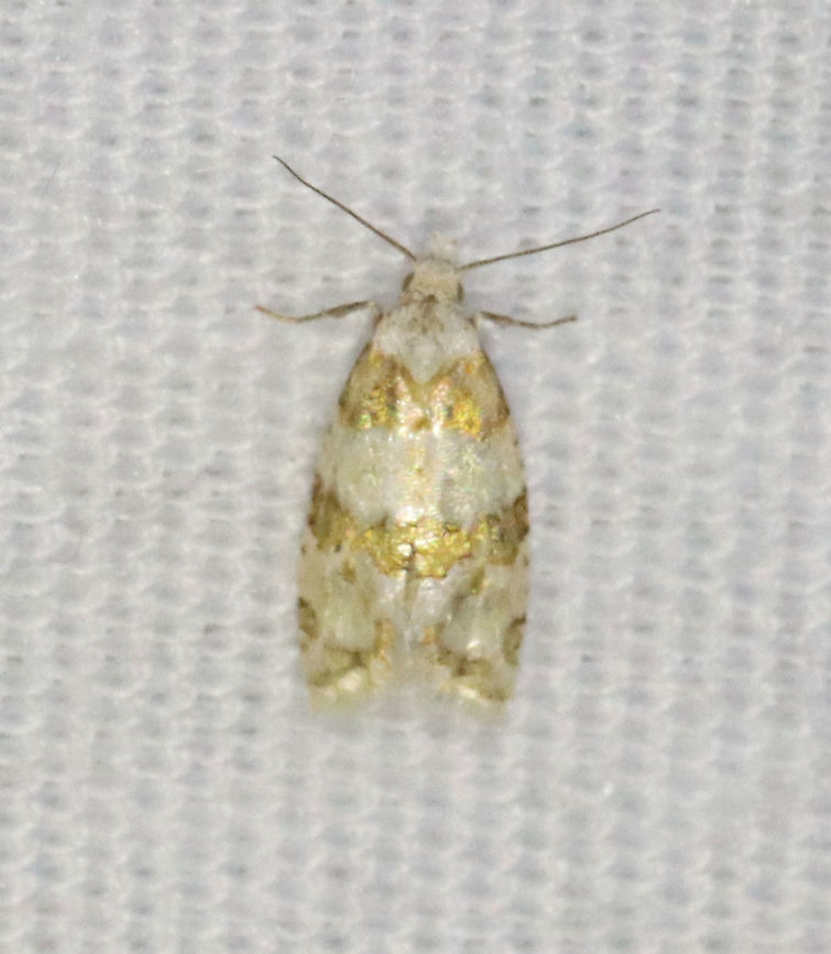 Silver-bordered Aethes - Aethes argentilimitana TL: ~ 5 mm. Cream-colored FW banded with shimmery golden-olive bands. Host: Unknown. Status: Common.<br />
<br />
Habitat: Attracted to a 365 nm LED light in a semi-rural area<br />
<br />
2021(93) Aethes,Aethes argentilimitana,Geotagged,Summer,Tortricidae,United States,moth,silver-bordered aethes