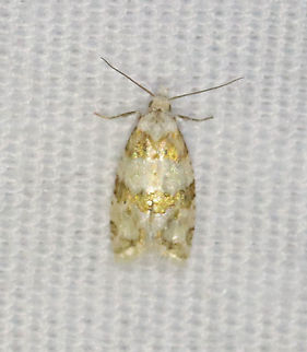 Silver-bordered Aethes - Aethes argentilimitana TL: ~ 5 mm. Cream-colored FW banded with shimmery golden-olive bands. Host: Unknown. Status: Common.

Habitat: Attracted to a 365 nm LED light in a semi-rural area

2021(93) Aethes,Aethes argentilimitana,Geotagged,Summer,Tortricidae,United States,moth,silver-bordered aethes