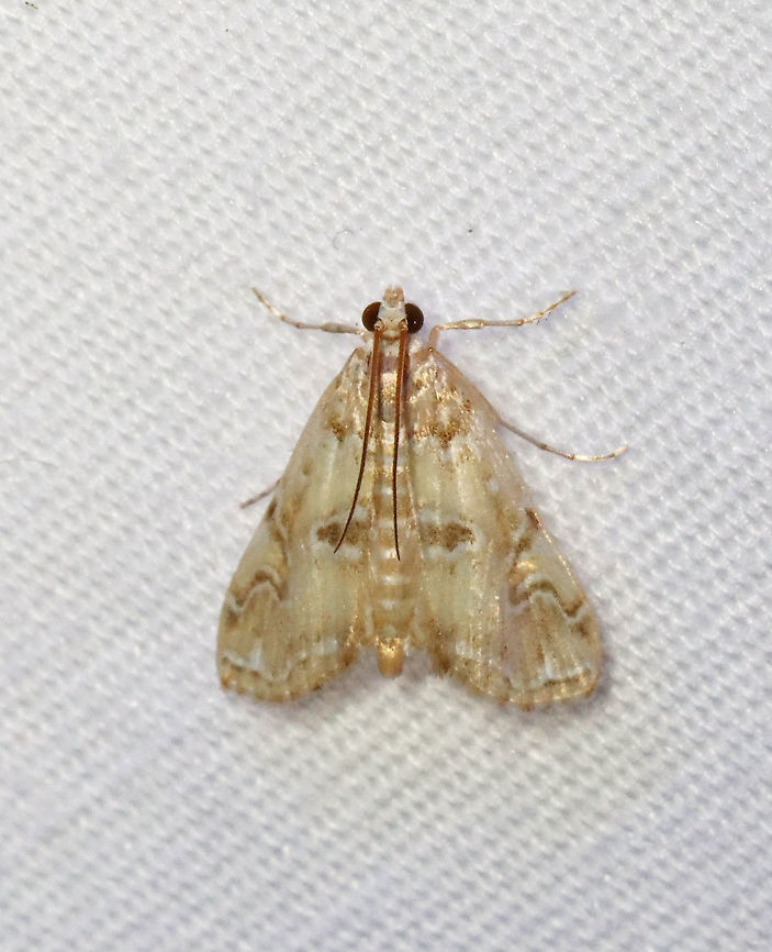 Waterlily Borer Moth - Elophila gyralis TL: ~12 mm. Coloration varies. Hosts: Water lilies. Status: Common<br />
<br />
Habitat: Attracted to a 365 nm LED light in a semi-rural area<br />
<br />
2021(94) Crambidae,Elophila,Elophila gyralis,Geotagged,Summer,United States,Waterlily Borer Moth,moth