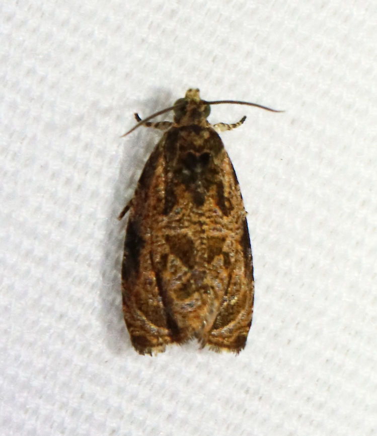 Olethreutes furfuranum Habitat: Attracted to a 365 nm LED light in a semi-rural area<br />
<br />
2021(95) Geotagged,Olethreutes,Olethreutes furfuranum,Summer,Tortricidae,United States,Woolly-backed Moth,moth