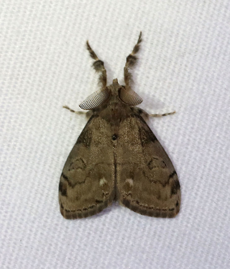 White-marked Tussock Moth (Male) - Orgyia leucostigma TL: ~18 mm. Grayish brown FW with dark streaks in outer ST area. Females are wingless. Hosts: Deciduous trees. Status: Common<br />
<br />
Habitat: Attracted to a 365 nm LED light in a semi-rural area<br />
<br />
2021(96) Geotagged,Lymantriidae,Orgyia,Orgyia leucostigma,Summer,United States,White-marked tussock moth,moth,tussock moth