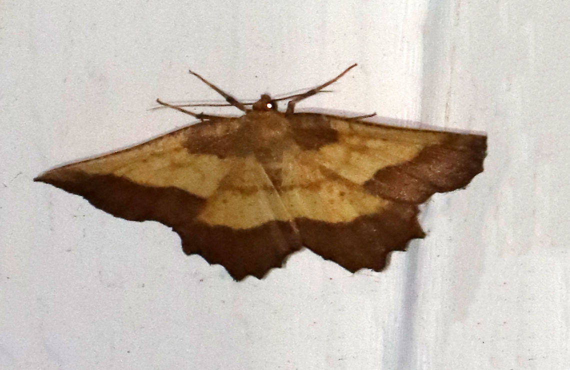 Saw-wing - Euchlaena serrata This moth only stayed long enough for me to get this one, bad photo. It was an awesome moth though. <br />
<br />
WS: ~50 mm. Yellow wings shaded with brown beyond PM line. Small discal spots on all wings. Hosts: Apple, blueberry, and maple. Status: Common.<br />
<br />
Habitat: Attracted to a 365 nm LED light in a semi-rural area<br />
<br />
2021(97) Euchlaena,Euchlaena serrata,Geometridae,Geotagged,Saw-wing,Summer,United States,moth