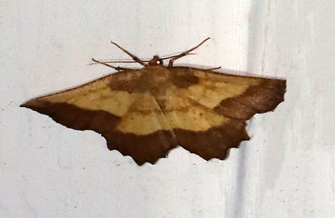 Saw-wing - Euchlaena serrata This moth only stayed long enough for me to get this one, bad photo. It was an awesome moth though. 

WS: ~50 mm. Yellow wings shaded with brown beyond PM line. Small discal spots on all wings. Hosts: Apple, blueberry, and maple. Status: Common.

Habitat: Attracted to a 365 nm LED light in a semi-rural area

2021(97) Euchlaena,Euchlaena serrata,Geometridae,Geotagged,Saw-wing,Summer,United States,moth