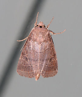 Orthodes majuscule - Rustic Quaker TL: ~20 mm. Brown FW with pale yellow/tan lines. The postmedial line kinks inward near the costa. The large, orbicular and reniform spots nearly touch. The thoracic collar has a black triangle just behind the head.

Habitat: Attracted to a 365 nm LED light in a semi-rural area

2021(d) Geotagged,Noctuidae,Orthodes,Orthodes majuscula,Quaker,Rustic Quaker,Summer,United States,moth