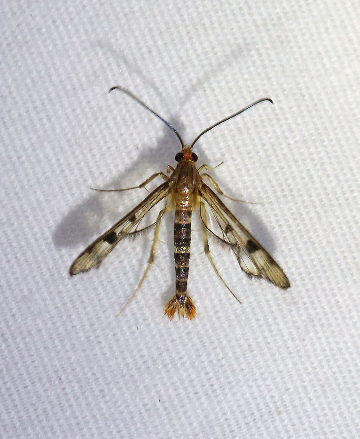 Maple Callus Borer - Synanthedon acerni I was so excited to see this moth! It was another first for me.<br />
<br />
TL: ~12 mm. Transparent FW with black border; red head; thin abdomen with fanned, orange tuft at tip. Host: Maple. Status: Common.<br />
<br />
Habitat: Attracted to a 365 nm LED light in a semi-rural area<br />
<br />
2021(98) Geotagged,Maple Callus Borer,Sesiidae,Summer,Synanthedon,Synanthedon acerni,United States,moth