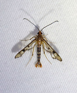 Maple Callus Borer - Synanthedon acerni I was so excited to see this moth! It was another first for me.

TL: ~12 mm.  Transparent FW with black border; red head; thin abdomen with fanned, orange tuft at tip. Host: Maple. Status: Common.

Habitat: Attracted to a 365 nm LED light in a semi-rural area

2021(98) Geotagged,Maple Callus Borer,Sesiidae,Summer,Synanthedon,Synanthedon acerni,United States,moth