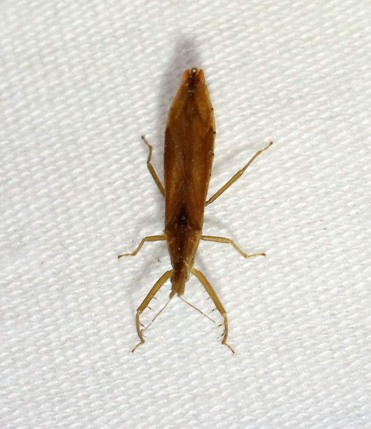 Assassin Bug - Pnirontis modesta *Tentative ID <br />
<br />
Habitat: Attracted to a light; semi-rural area Geotagged,Pnirontis,Pnirontis modesta,Reduviidae,Summer,United States,assassin bug,but