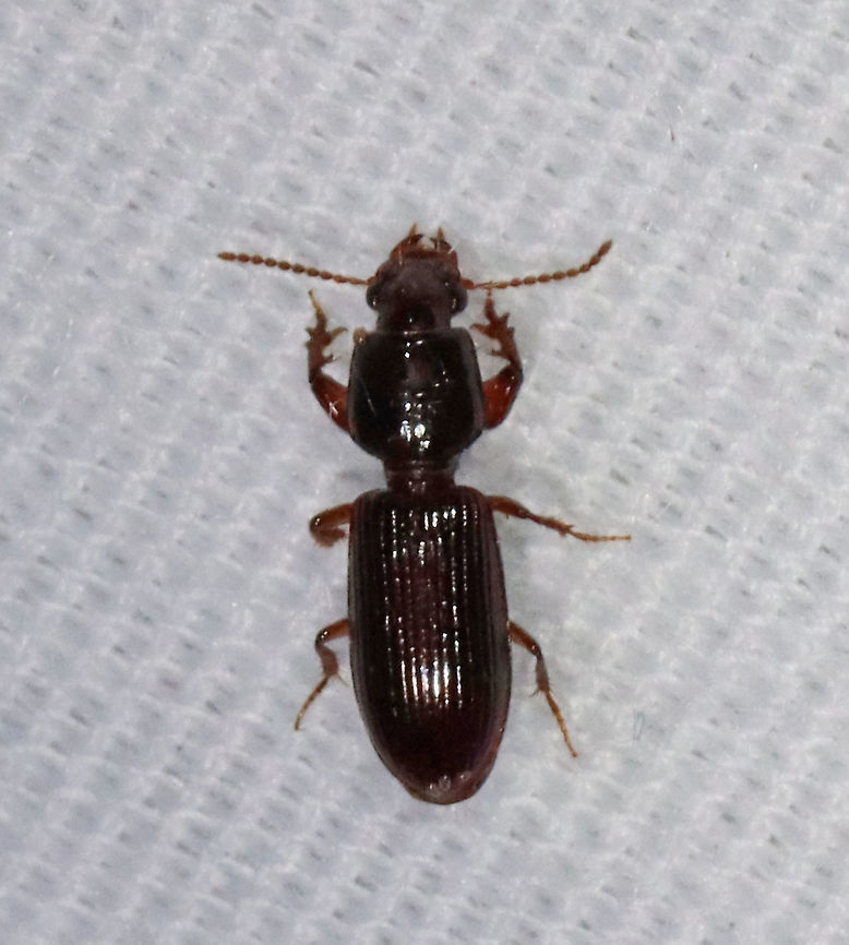 Beetle - Clivina americana This beetle was only 4-5 mm and had the cutest &quot;hands&quot;.<br />
<br />
Habitat: Attracted to a light; semi-rural area Carabidae,Clivina,Clivina americana,Clivinini,Geotagged,Summer,United States,beetle